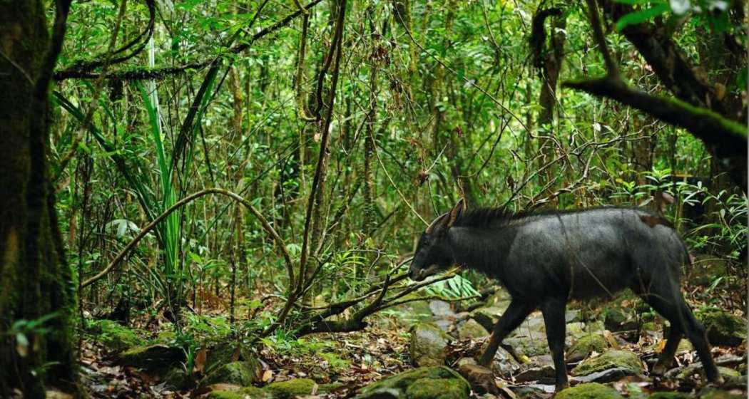 The elusive Mainland Serow.