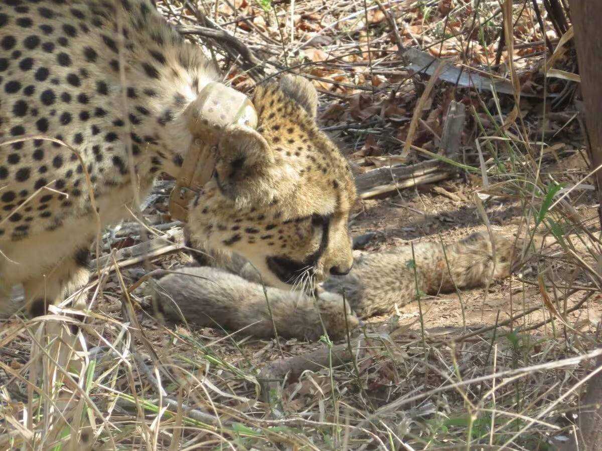 Kuno National Park witnesses record-breaking cheetah birth: Six cubs born to mother Gamini