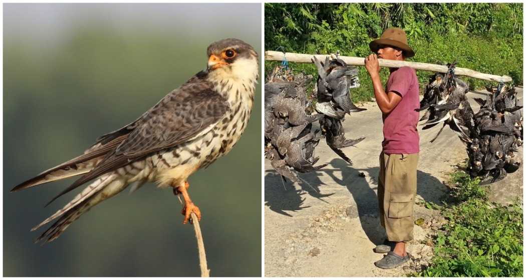 An Amur falcon (left) and a photograph depicting the alarming hunting of migratory birds in Manipur, highlighting the urgent need for conservation efforts to protect these vital species.