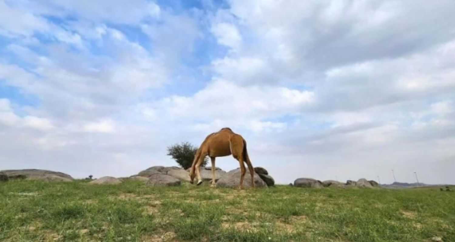 Excess water has transformed the arid landscape, fostering lush vegetation and creating a stark contrast in the western regions. The once barren terrain now flourishes against the backdrop of golden sands. 