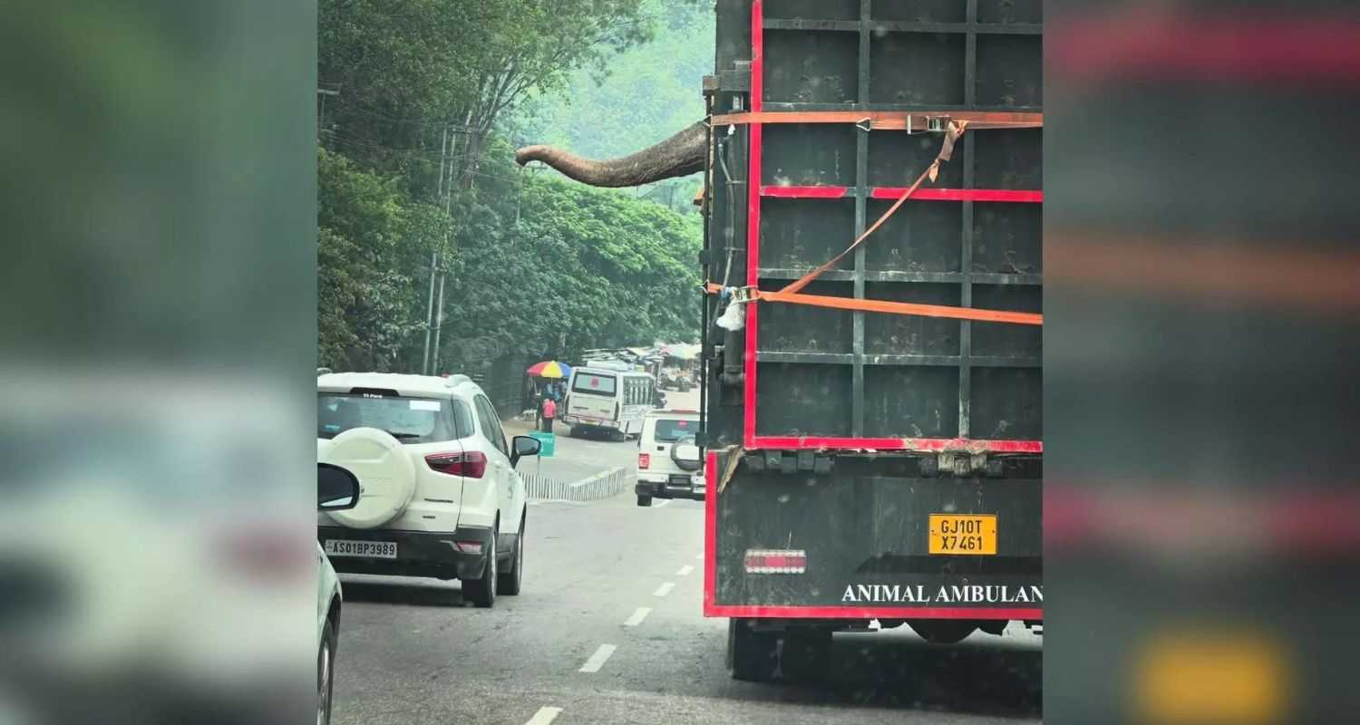 Gujarat-registered truck transports elephant on Assam's Barpeta Road, sparking concerns over wildlife transportation practices. Photo taken on May 2.