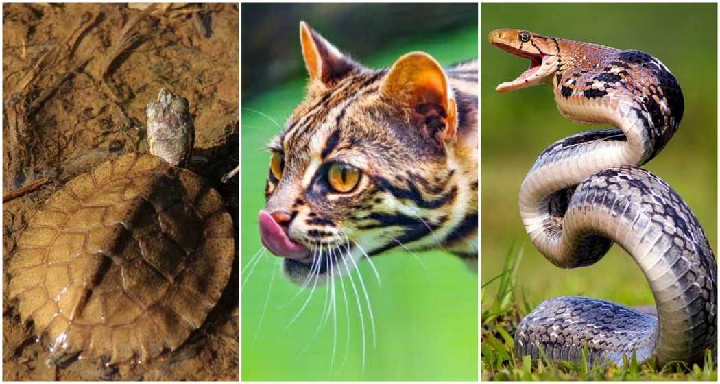 Asian Leaf Turtle (L), Leopard Cat (M), Leopard Cat (R).