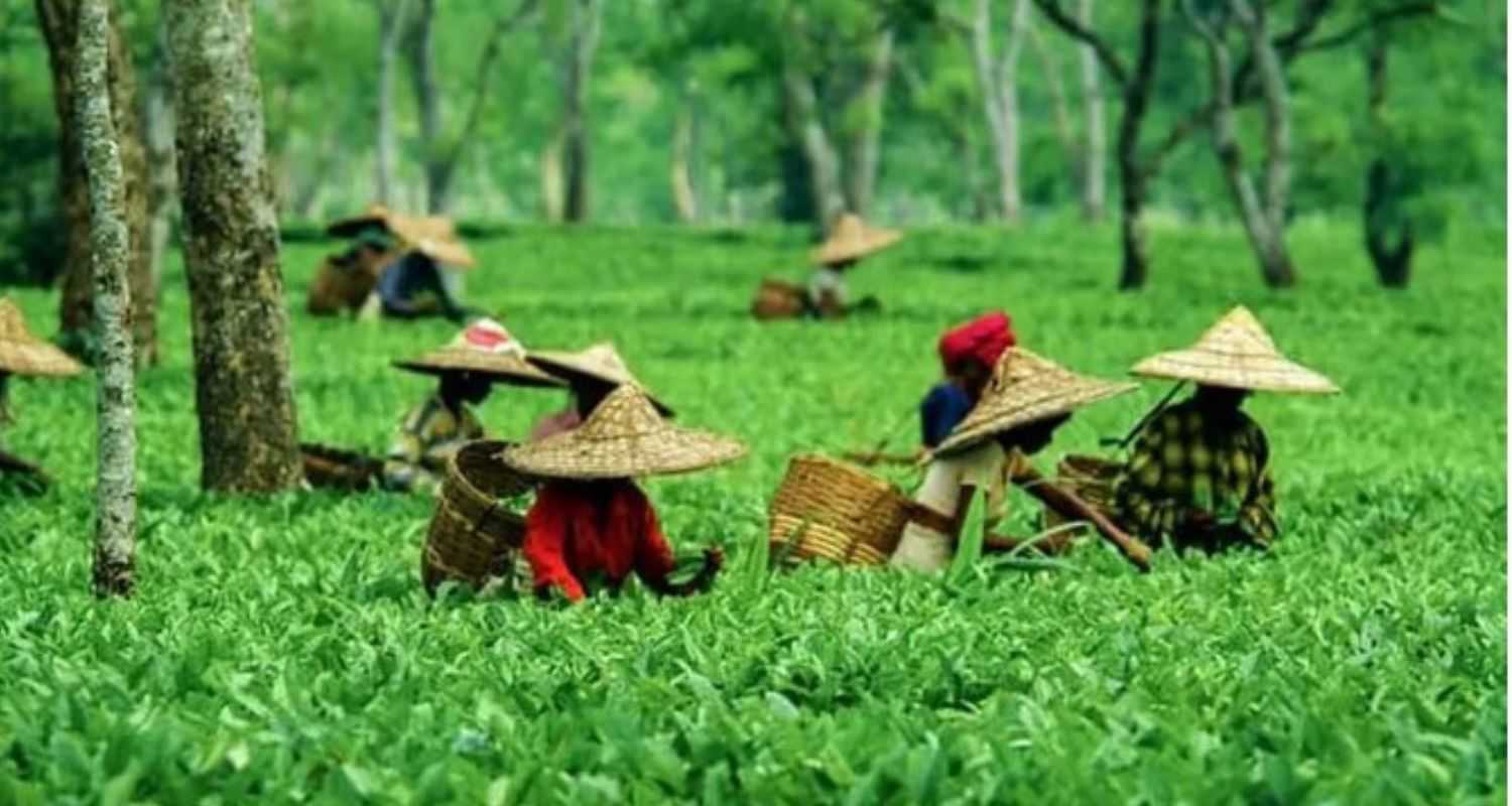 Assam's small-scale tea growers face uncertainty hiccups 