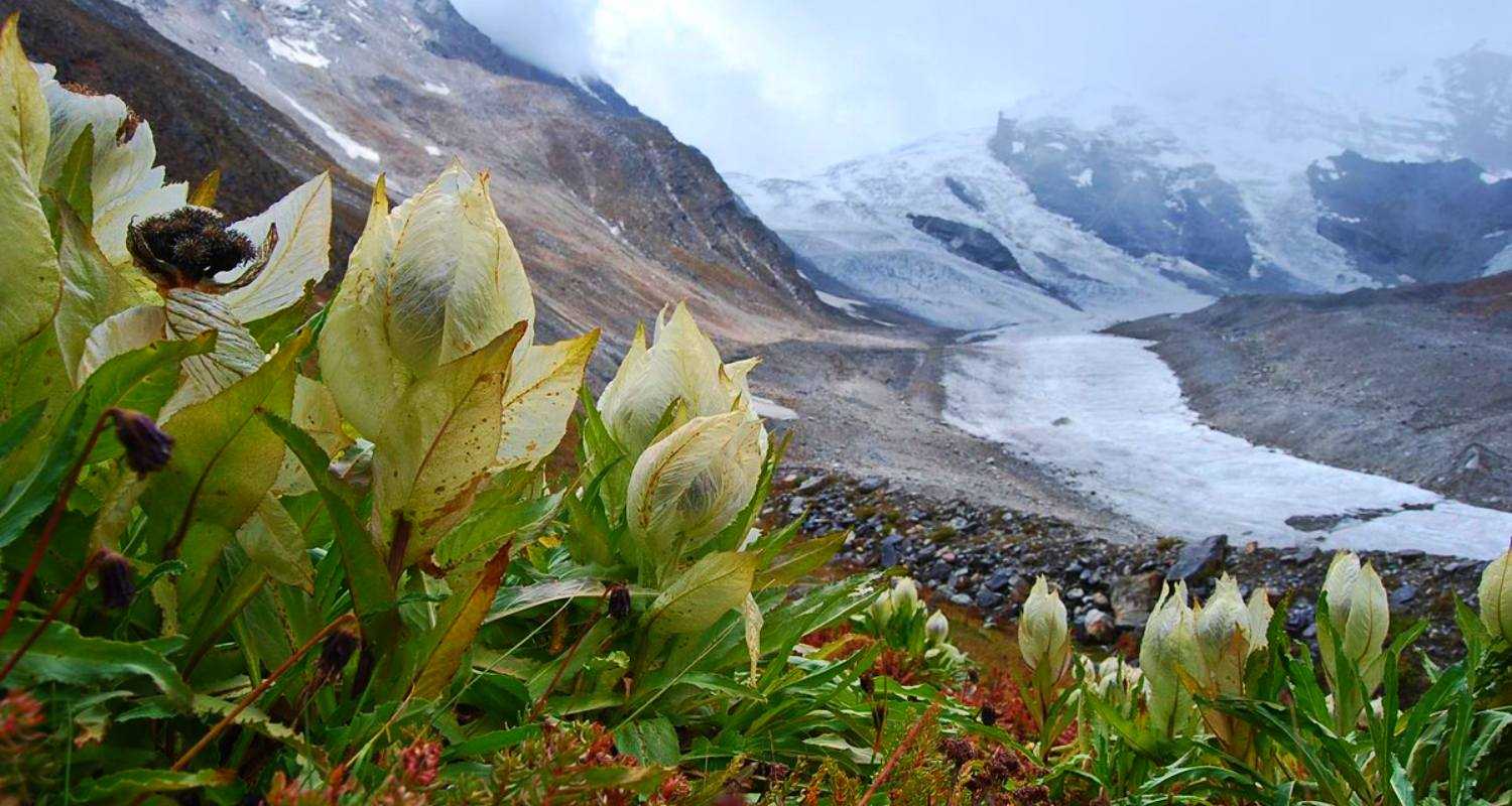 Brahma Kamal: Saving Uttarakhand's floral treasure