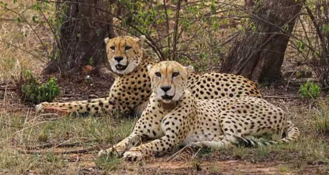 Cheetahs to soon mark their presence at MP's Gandhi Sagar Wildlife Sanctuary.