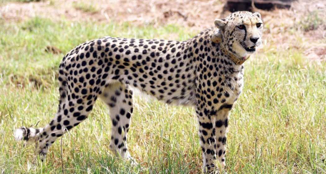 File photo of a cheetah at the Kuno National Park.