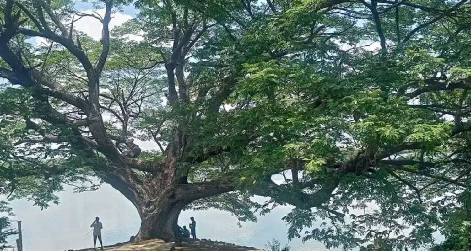 The tree, called "Nidra Ganneru chettu", in East Godavari district.