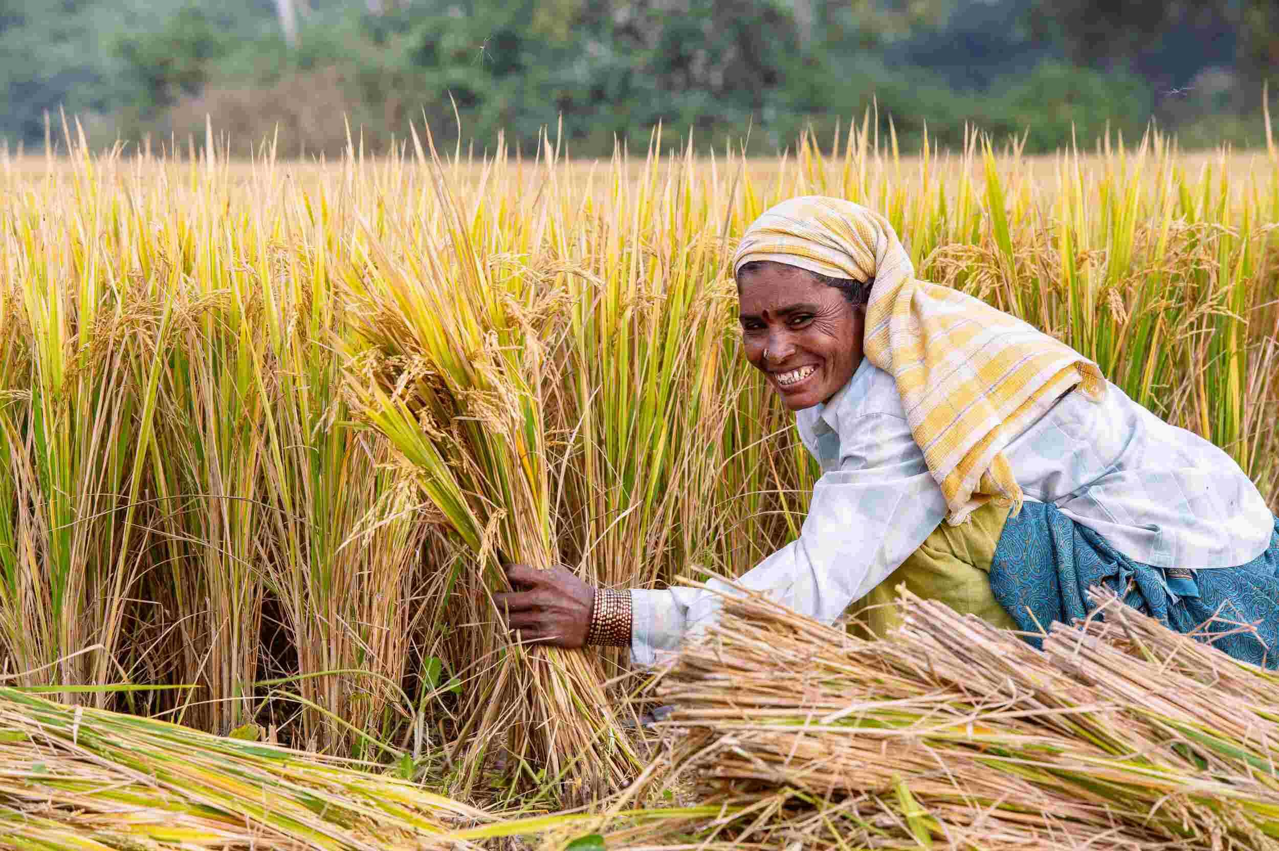 The Indian government on Friday, announced plans to procure unlimited quantities of maize and certain common pulses at their minimum support price (MSP) for the next five years