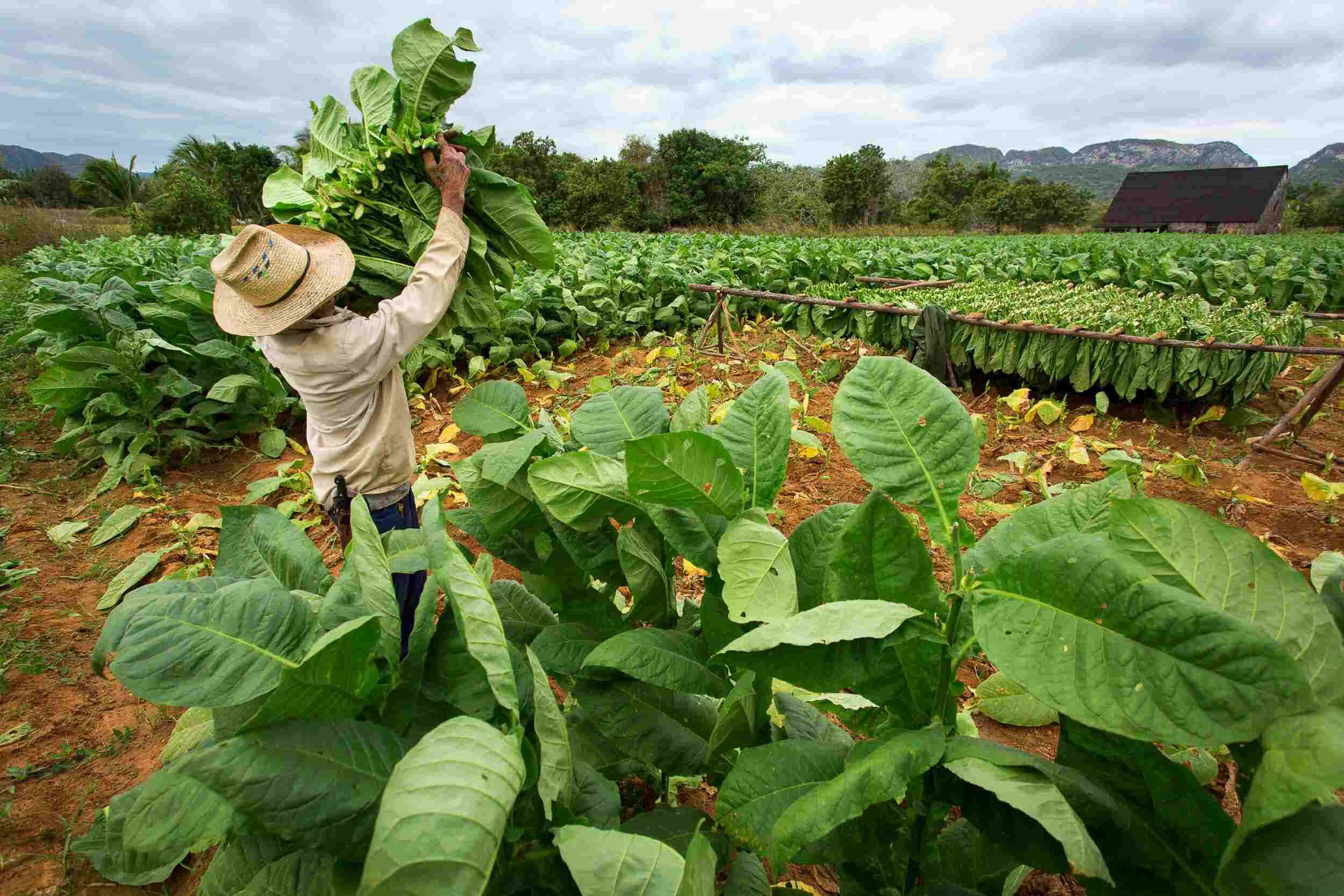 The Government of India has announced measures to support Flue Cured Virginia (FCV) tobacco growers in Andhra Pradesh and Karnataka, which were affected by heavy rainfall and drought, respectively, impacting crop production in the states.