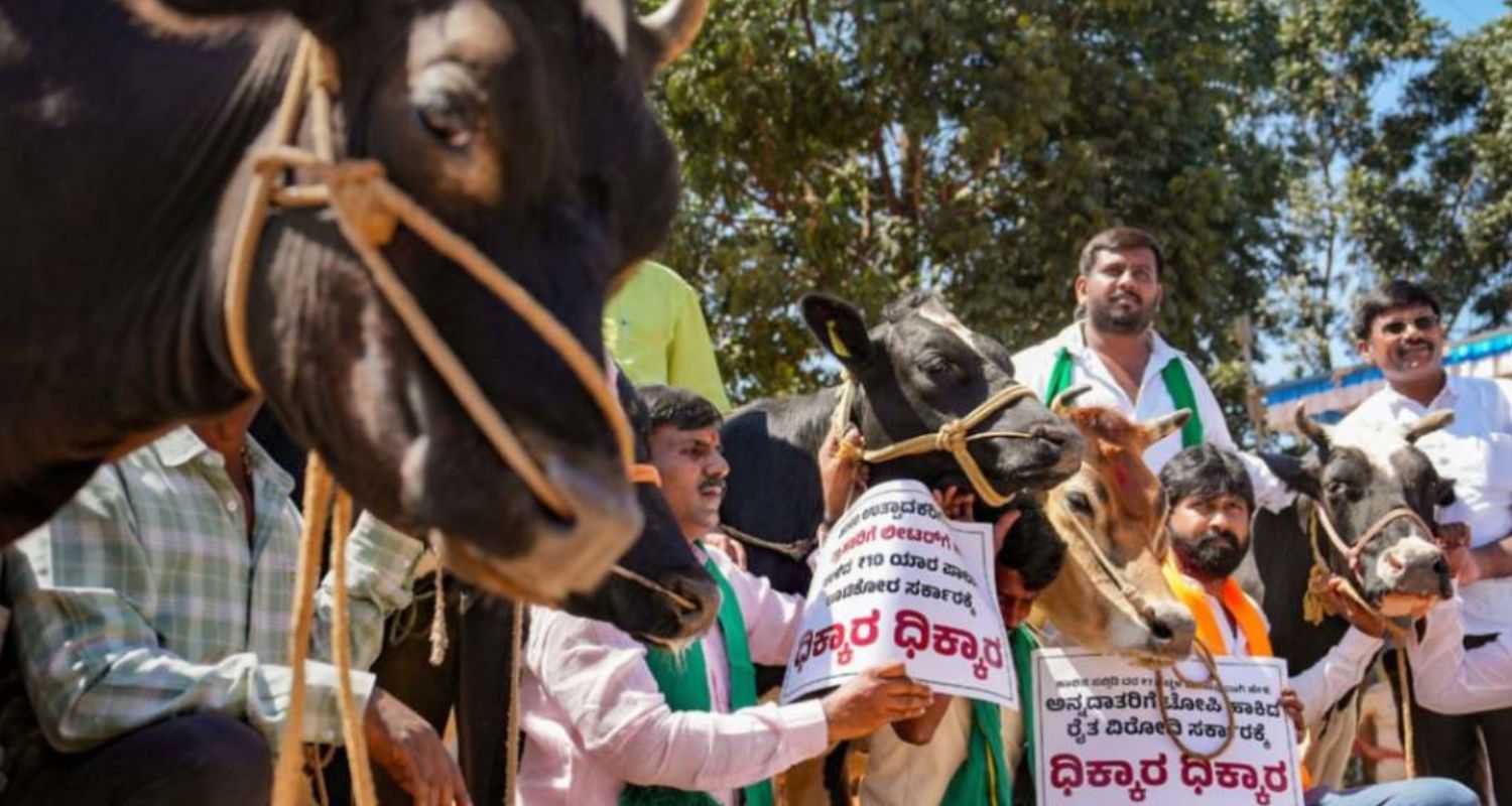 BJP workers protest to get cow subsidy.