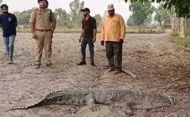 "Many parts of the state witnessed heavy rainfall in July, flooding low lying areas. With residential areas coming up on both sides of the Vishwamitri river, the sighting of crocodiles on the streets of the city have also increased. These crocodiles also use a canal network to move from one water body to another. Some are found in lakes connected to the river," forest department officials say.