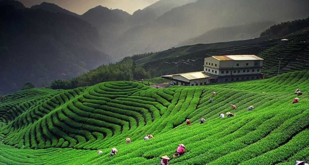 A view from a tea garden in West Bengal's Darjeeling. 