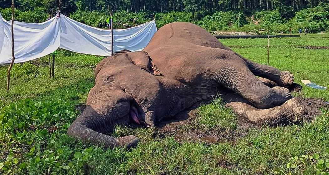 Toxicity is suspected, particularly due to the large quantities of kodo millets discovered in the elephants' stomachs. Representative Image.