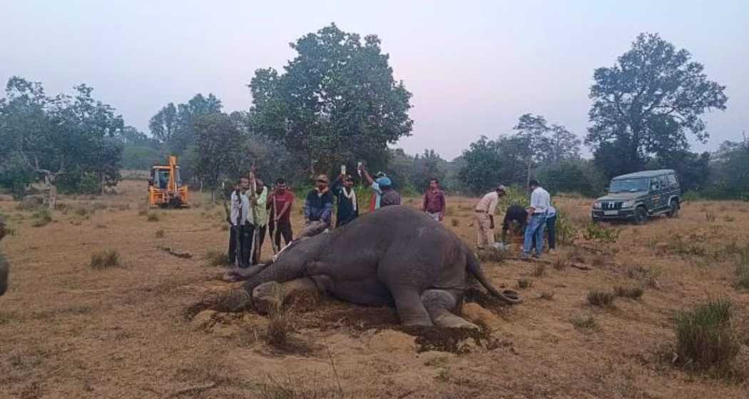 One of the surviving elephants receiving treatment at Bandhavgarh Tiger Reserve.