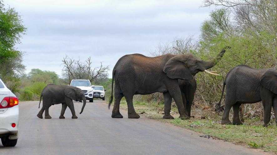 In Kerala's Idukki and Wayanad Districts, a distressing trend has emerged with the loss of at least nine lives in wildlife attacks over the past three months. 