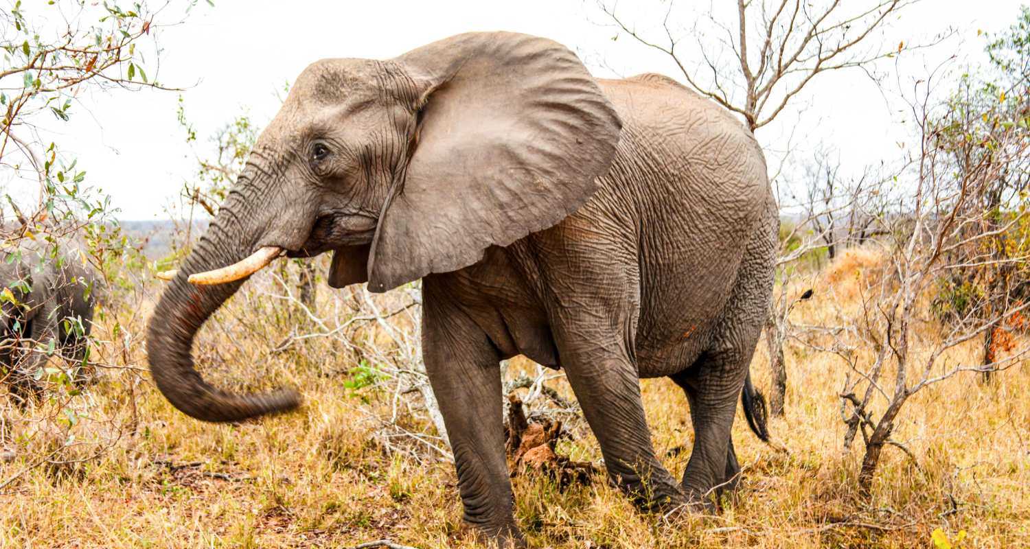 An elephant stands in the wilderness.