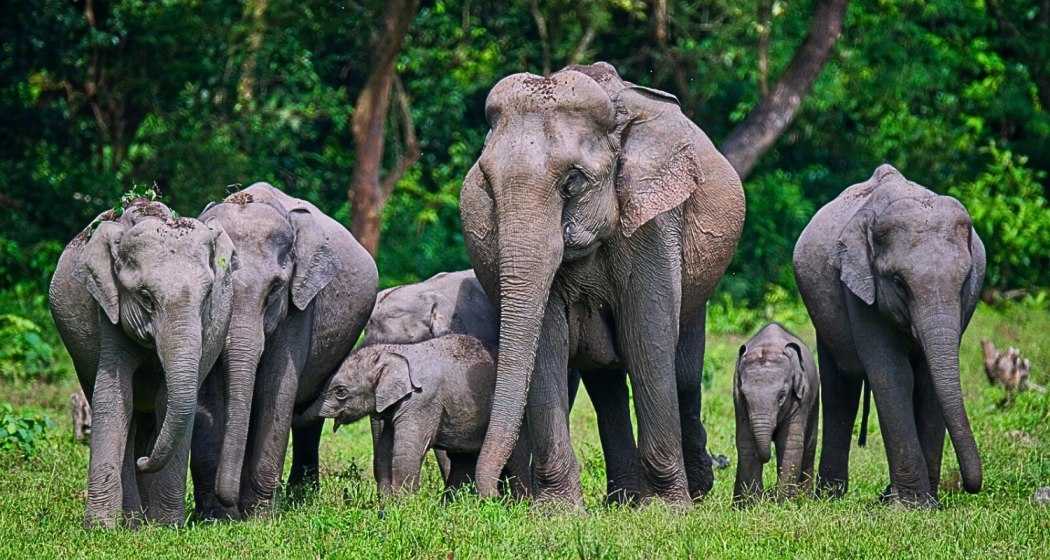 The deceased elephants were part of a herd of 13, including a male elephant. 