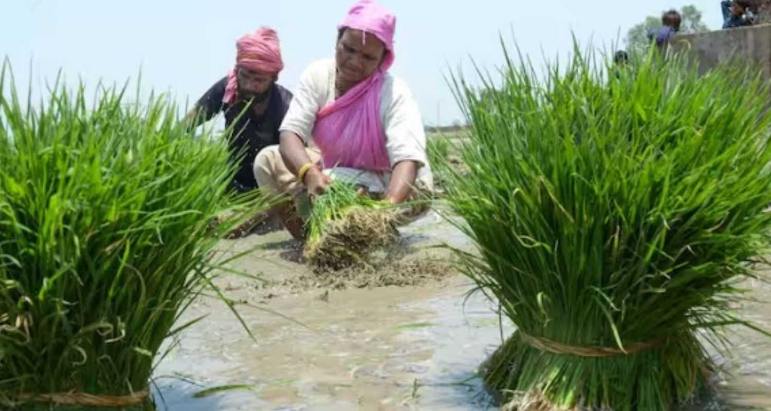 Karnataka to procure green gram, sunflower with MSP