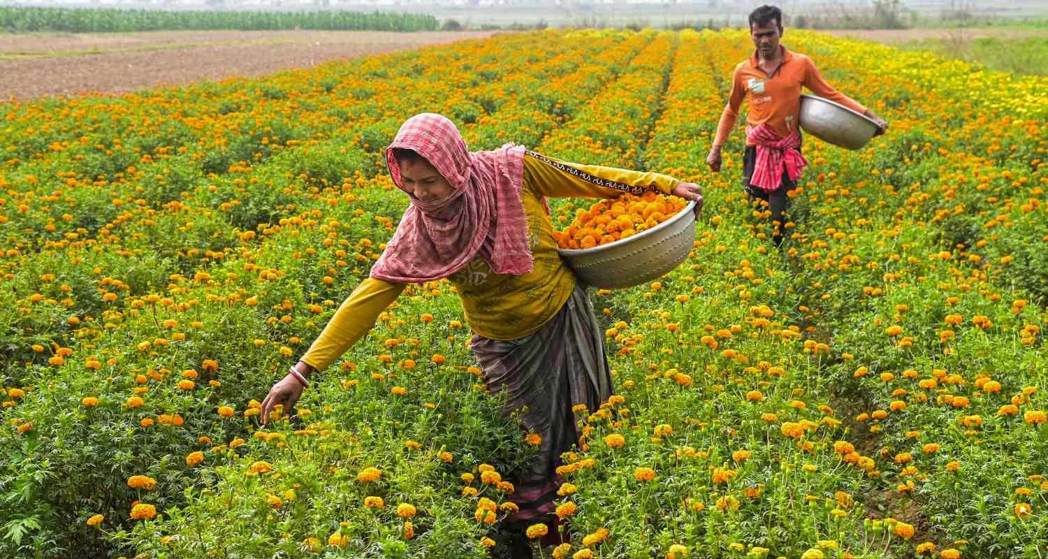 Growing gold in the fields: Farmers in a field full of marigold flowers in the Spring season in Nadia, West Bengal. Marigold flowers are used on various occasions across the nation, including celebrations and mournings alike.
