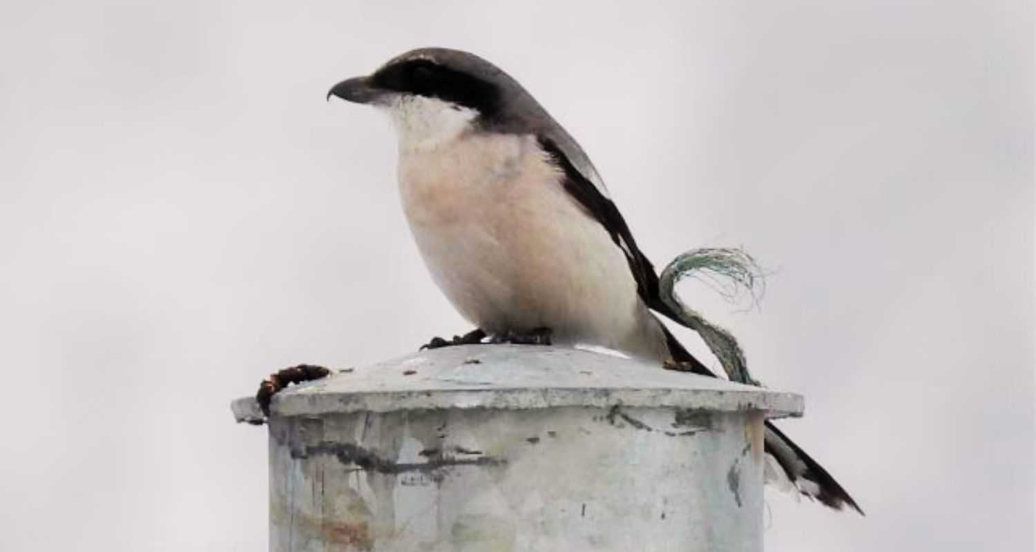 The giant grey shrike spotted near Tawang, in Arunachal Pradesh. (Image credit: Kalyani Kapdi)