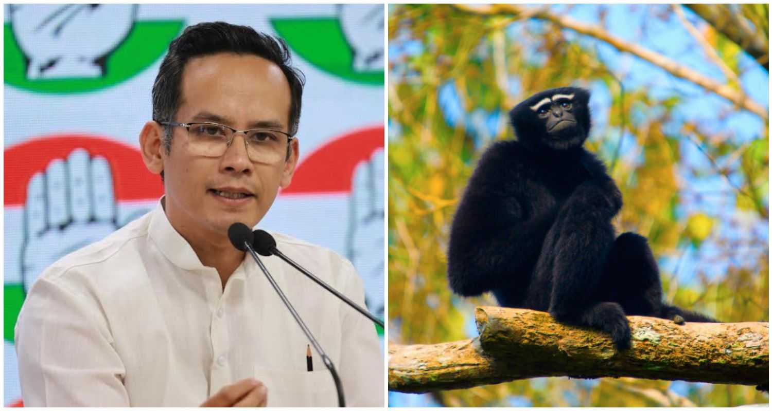 MP Gaurav Gogoi has raised concerns over proposed oil exploration in Assam's Hollongapar Gibbon Wildlife Sanctuary, a crucial habitat for the endangered hoolock gibbons, India's only ape species.