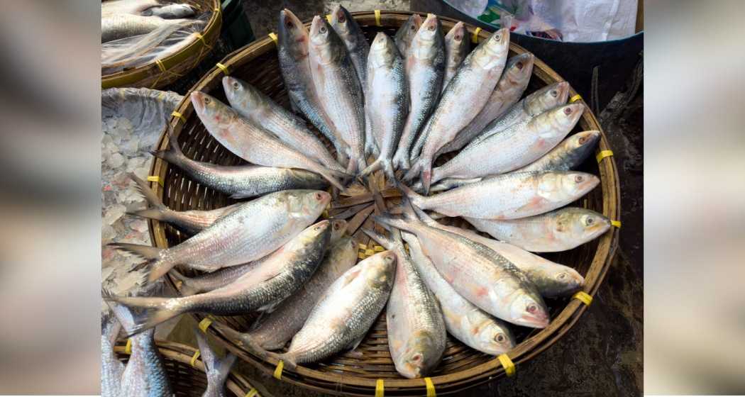 The Hilsa fish often dubbed the “Queen of Fish” for its exceptional flavour, a staple in Bengal, especially during the festive season of Durga Puja.