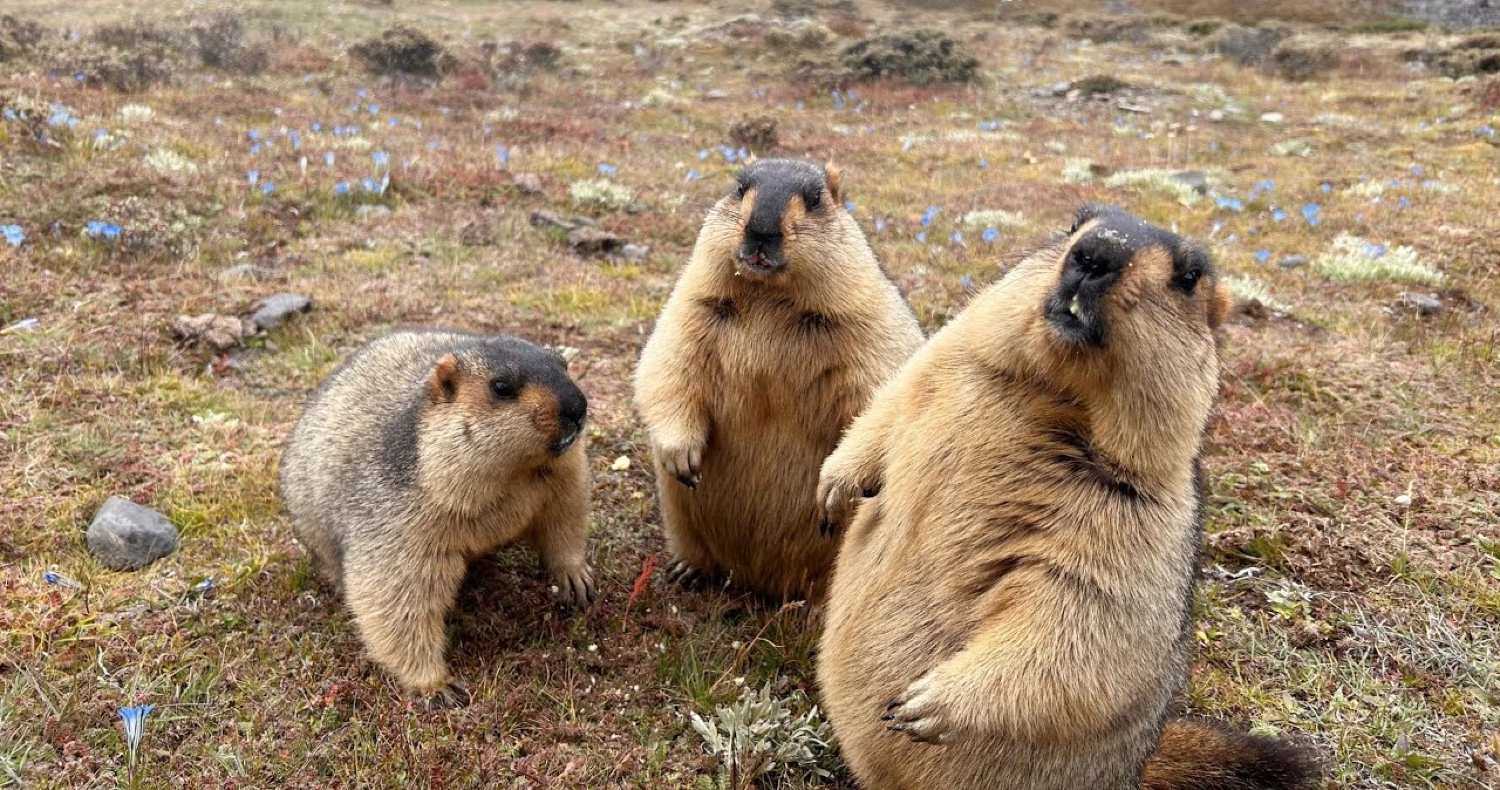 How heavy tourism and trash is harming Himalayan marmots