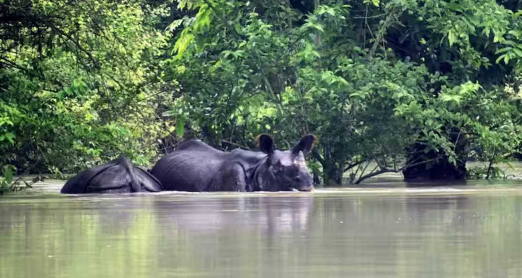 A poignant scene from flooded Kaziranga National Park, where wildlife is struggling amid rising waters.