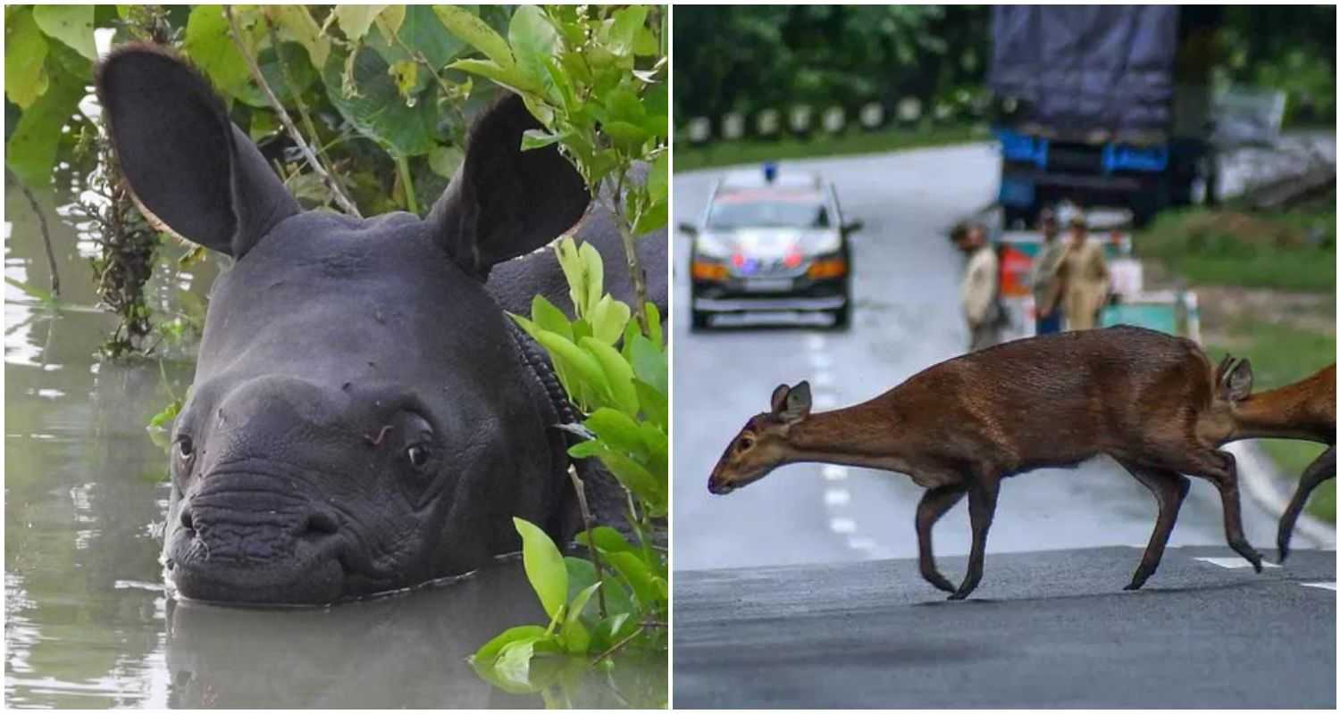 Rhino calf stranded in floodwaters near Kaziranga (Left), Deer crossing a National Highway amid flood-affected Kaziranga National Park in Nagaon district (Right).