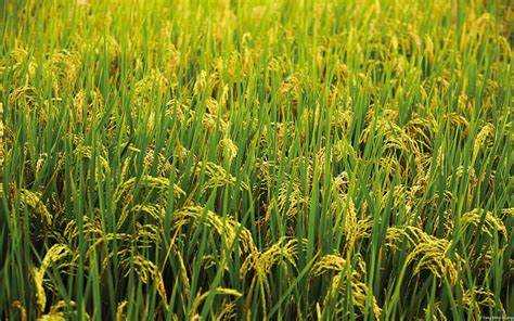 The government is expected to announce significant increases in the Minimum Support Price (MSP) for kharif crops, including paddy, pulses, oilseeds, and coarse cereals, for the 2024-25 season.