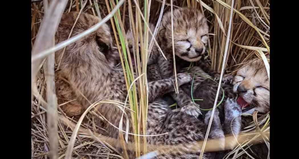 Jwala, KNP, Kuno, Cheetah