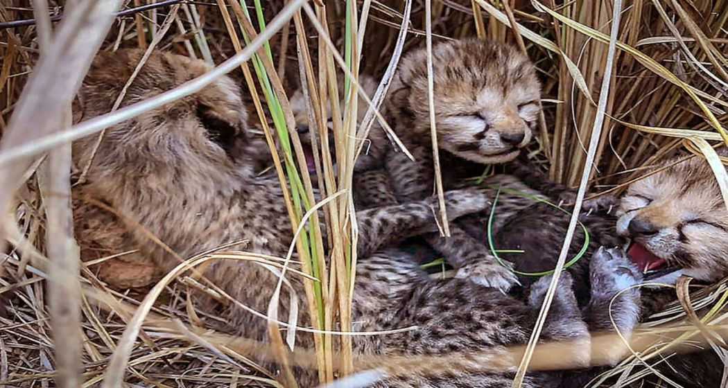 Cheetah cubs,Kuno National Park,