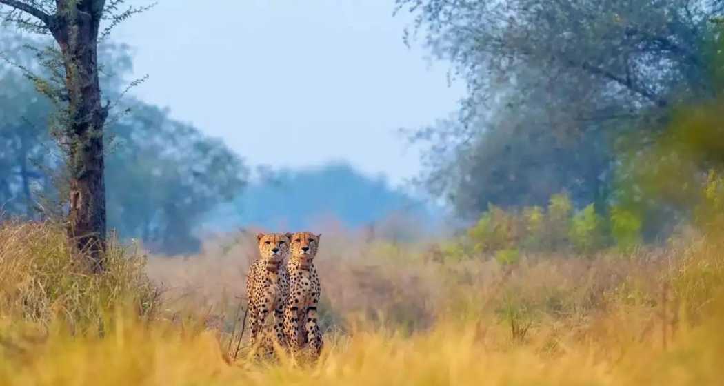 Cheetahs at Kuno National Park in Madhya Pradesh, part of India's ambitious Project Cheetah.