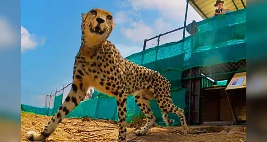 Male cheetah Pawan (formerly Oban), who was brought to Kuno from Namibia.