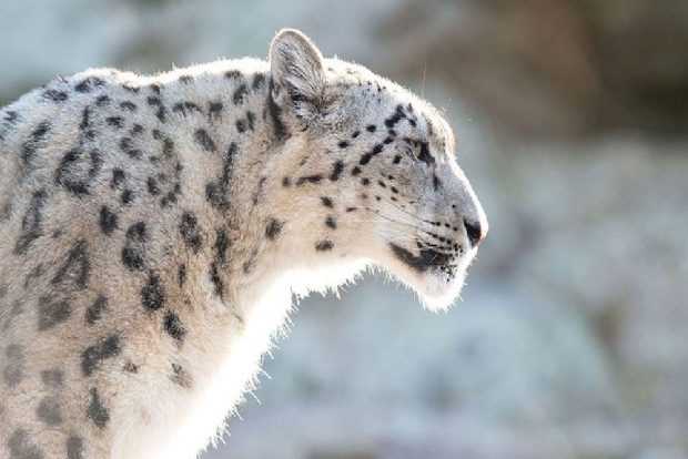 India's first Snow Leopard population assessment reveals 718 individual. Union Minister of Environment, Forest, and Climate Change, Bhupender Yadav