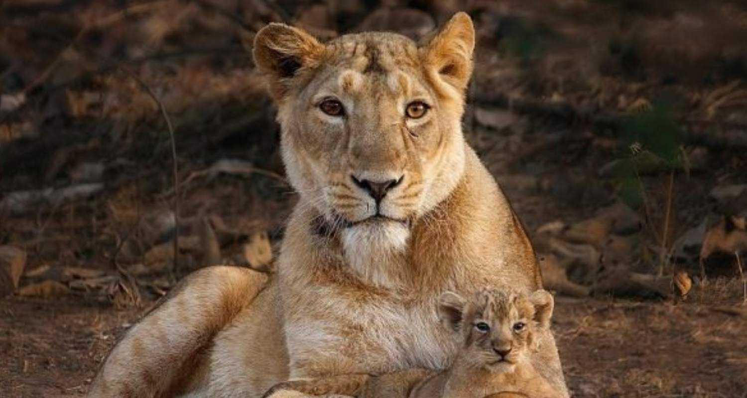 Lioness with her cub. 