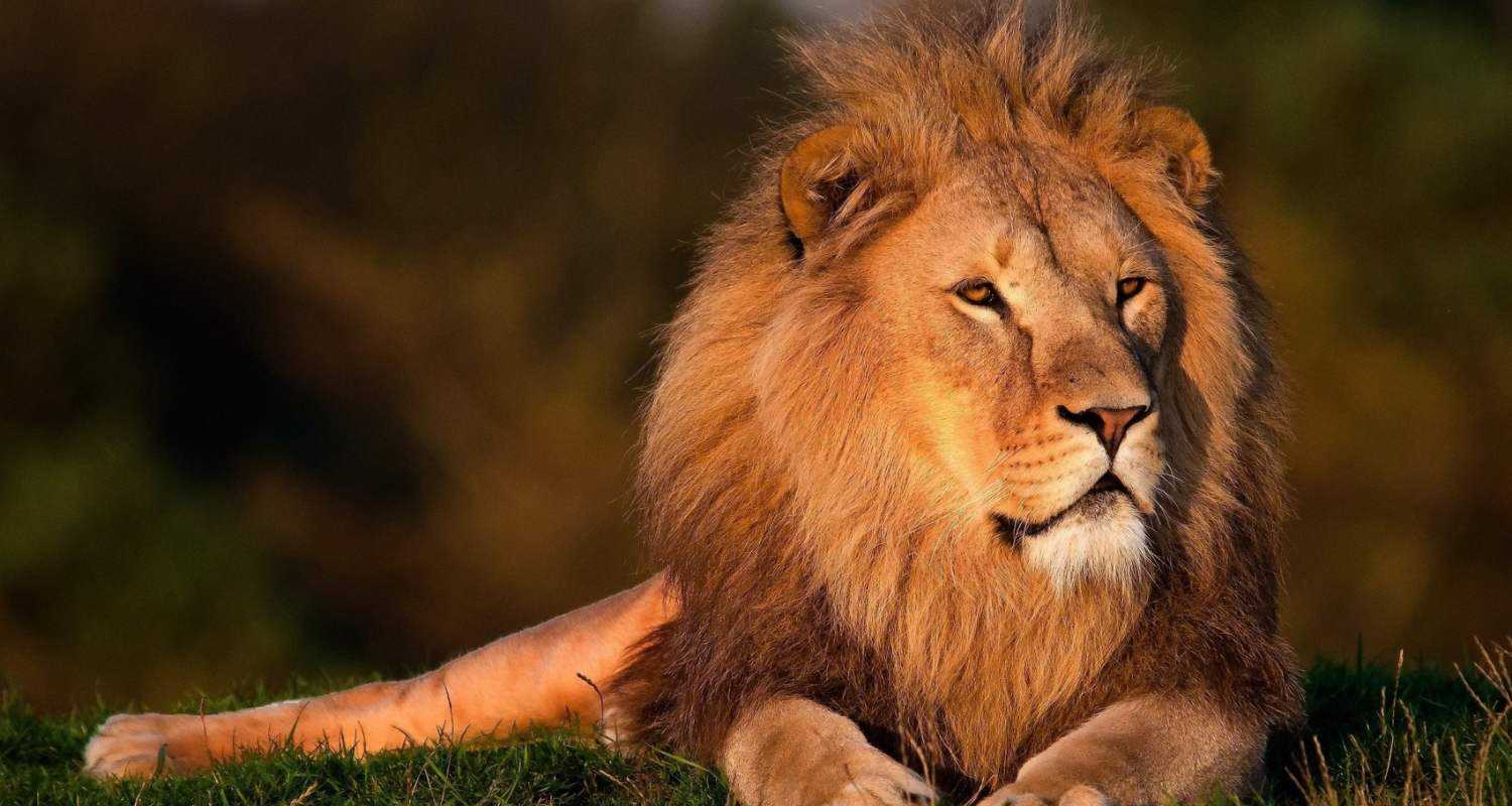 Man mauled to death by lions in Tirupati Zoo; details ascertained from Aadhar card