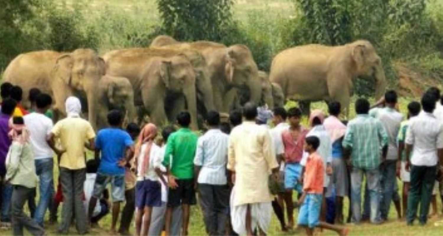 Karnataka, Kerala, Tamil Nadu & Telangana seek funds to curb man-elephant conflict