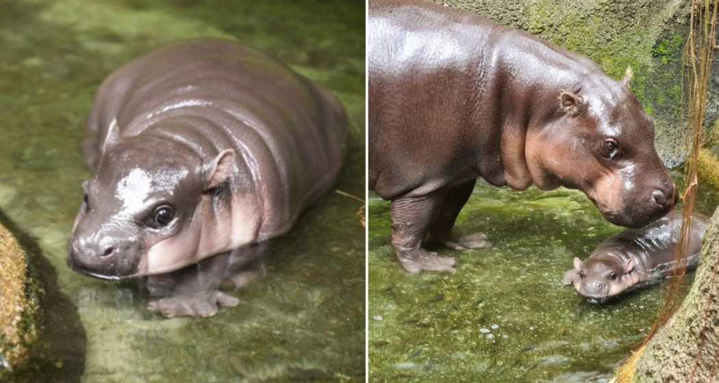 Pygmy hippo Moo Deng with her mother Jona.