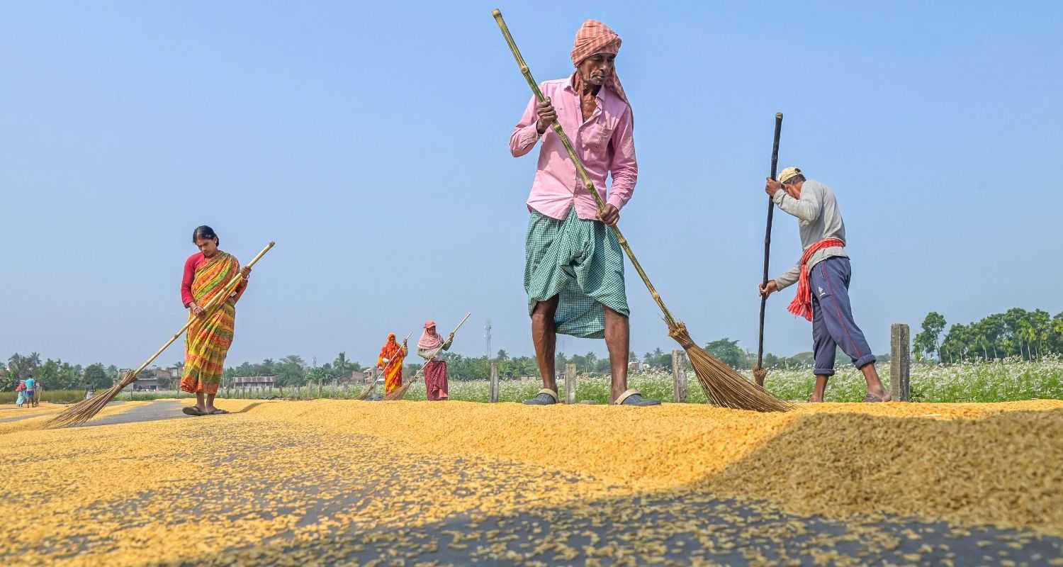 Farmers in Nadia, West Bengal spread rice grain in a field to dry them in the sun. 
