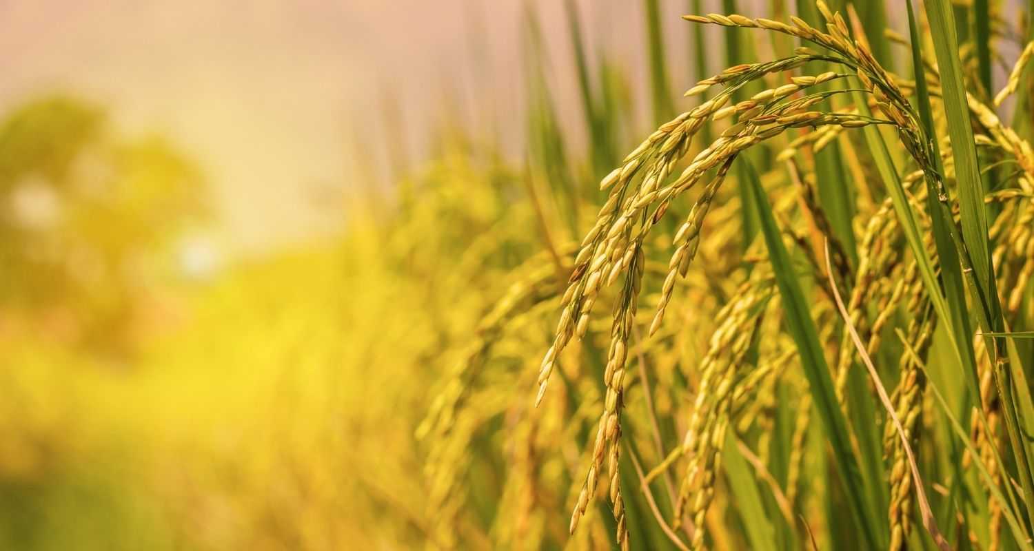 2.62 lakh MT of paddy lifted, 16 lakh MT procured in Punjab