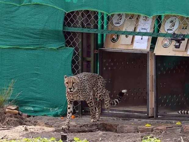 Kuno National Park reopens; Cheetah sightings remain sparse