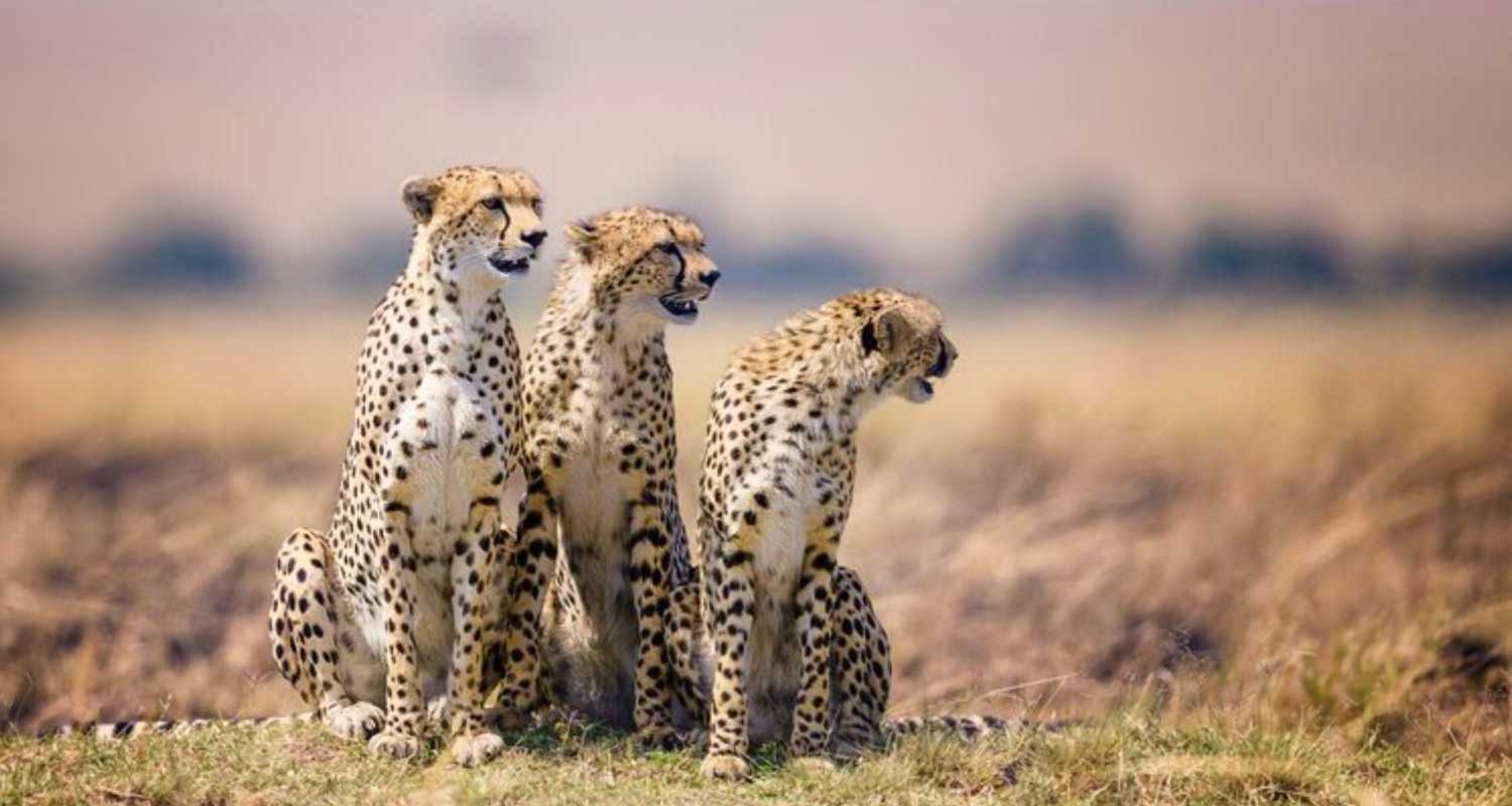 Project Cheetah grows with cubs, despite climate setbacks