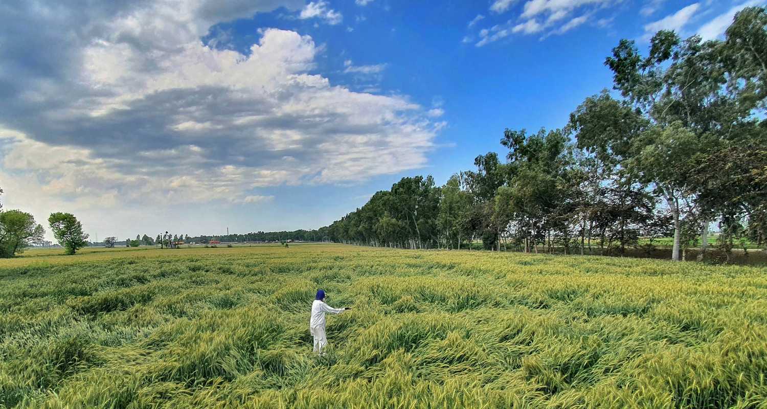 A farmer checks wheat crop damaged by strong winds and rains. 