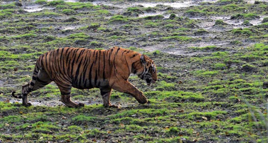 A full-grown Indian Tiger from Kaziranga can measure up to 11 feet in length and weigh up to 700 pounds. Image for representative use only.