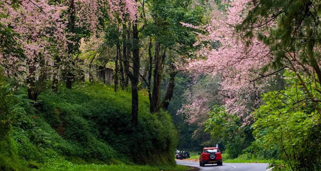 November-December is cherry blossom season in this part of Meghalaya.