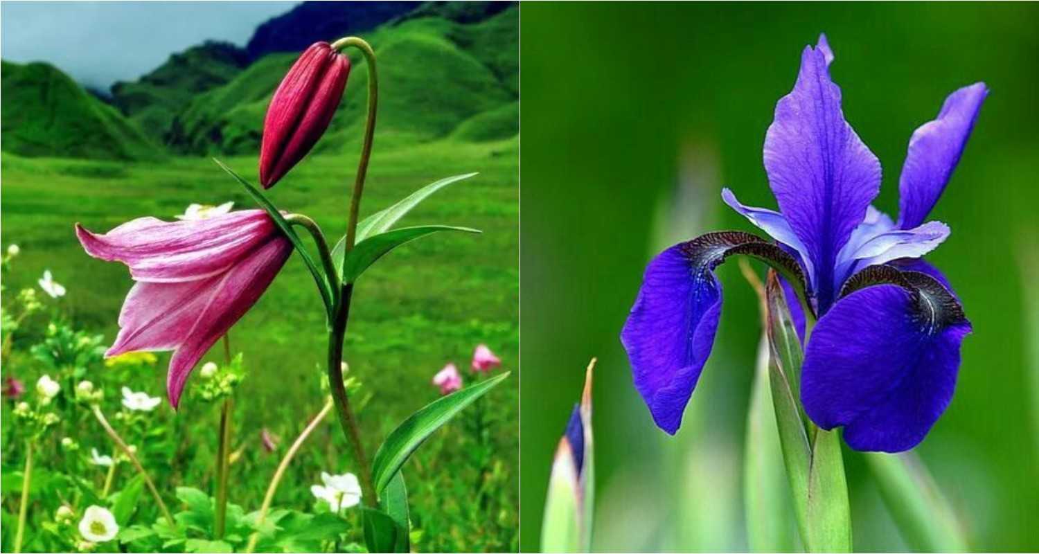 Manipur's state flower - the Shirui Lily (L), The Kombirei flower, significant to the Meitei community for its cultural and historical value (R).