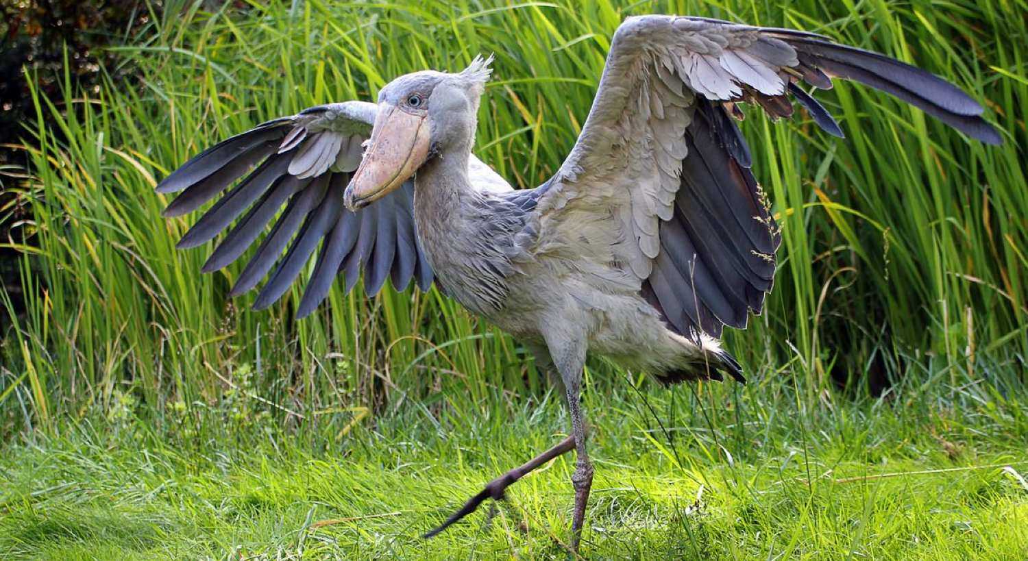 Look up: Birds are the dinosaurs that survived