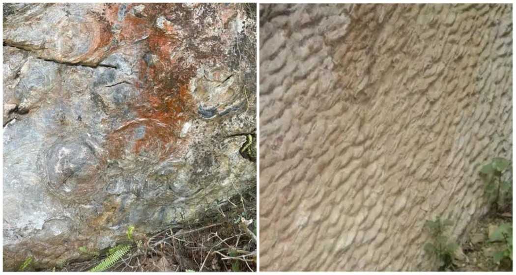 Unearthed in Sikkim: A 1.5-billion-year-old stromatolite fossil, revealing Earth's ancient microbial life.