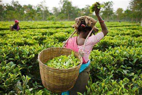 Tea exports from the country remained almost stagnant at 231.691 million kilograms during the calendar year 2023, according to the latest data from the Tea Board.